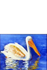 American White Pelican